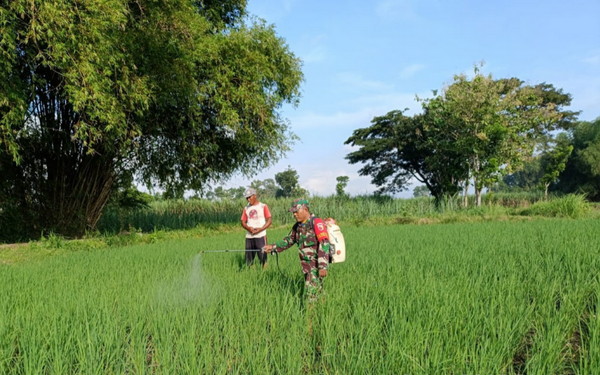 Read more about the article Dukung Swasembada Pangan, Serma Agus Bantu Pemupukan Tanaman Padi