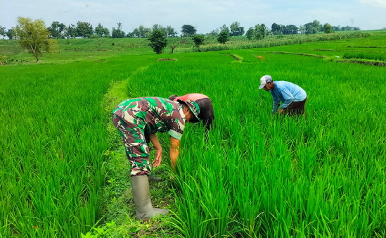 Read more about the article Babinsa Prambon Dampingi Pembersihan Gulma di Sawah Warga