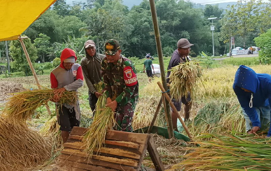 Read more about the article Semangat Babinsa Kodim Ponorogo Bantu Petani Panen Padi