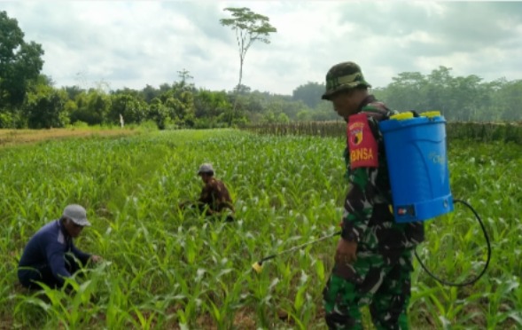You are currently viewing Serka Harianto Bantu Warga Semprot Jagung