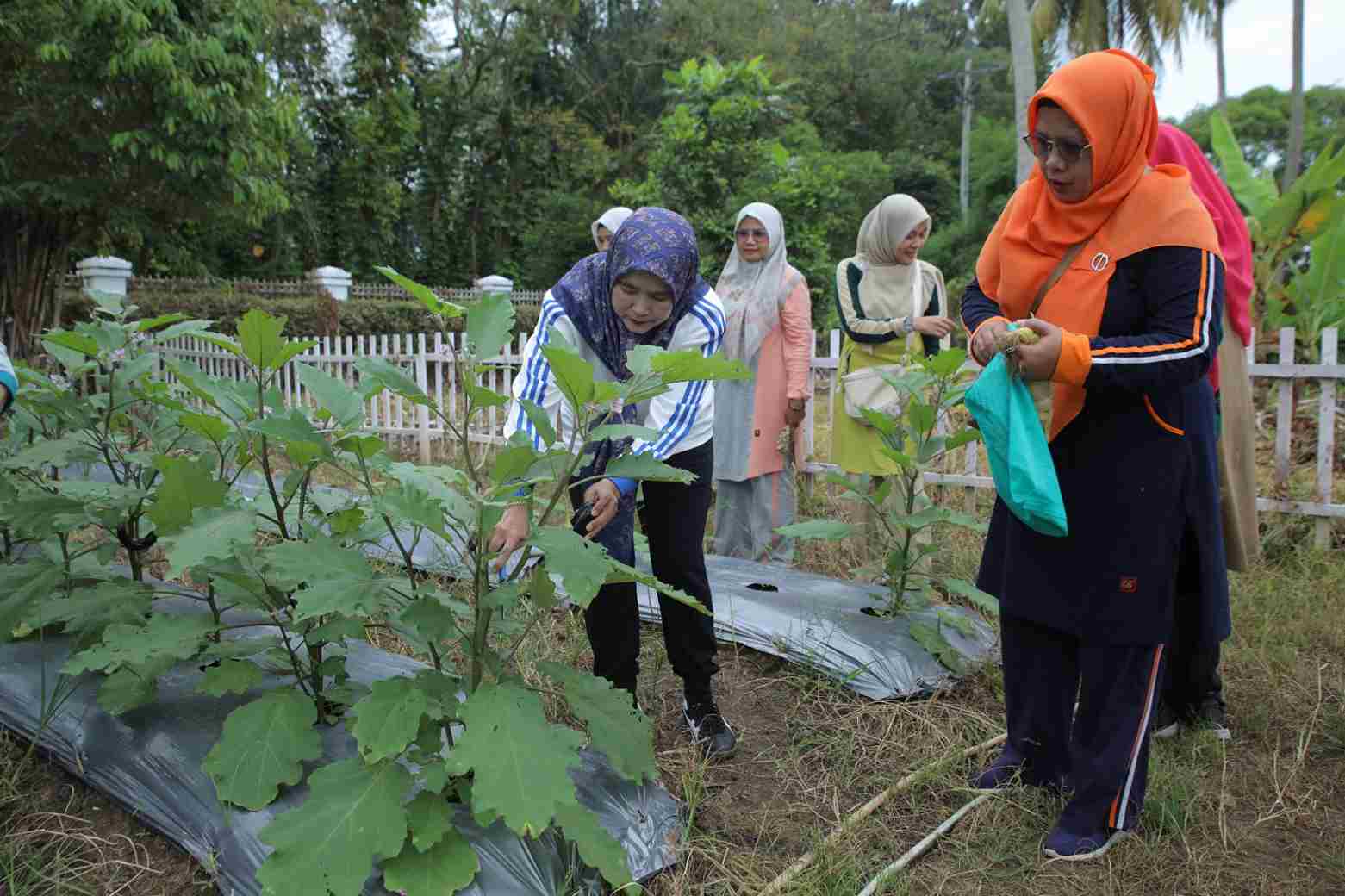 You are currently viewing Ketua PKK Asahan Panen Hasil Pemanfaatan Lahan di 2 Lokasi Taman Hatinya PKK