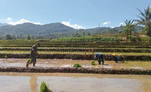 Read more about the article Babinsa Kodim Ponorogo  Terjun ke Sawah Bantu Petani Tanam Padi