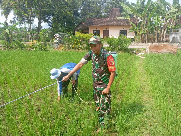 You are currently viewing Babinsa Kodim Ponorogo Bantu Petani  Semprot Gulma Tanaman Padi