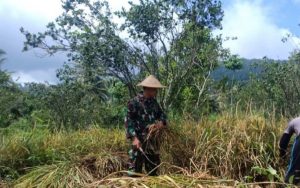 Read more about the article Wujud Nyata Dukung Ketahanan Pangan, Sertu Bambang Dampingi Petani Panen Padi