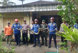 Read more about the article Aksi Cepat TNI–Polri dan Damkar Evakuasi Ular Piton 4 Meter di Rumah Warga Desa Puru