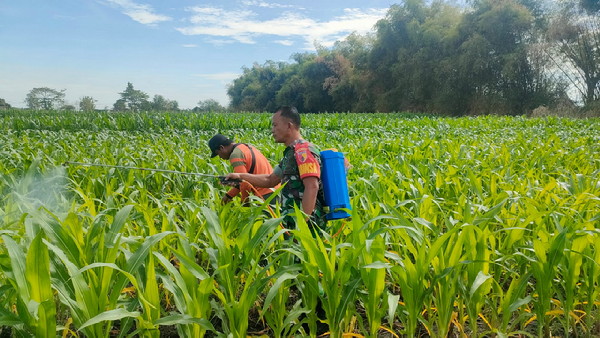Read more about the article Petani Semprot Hama Tanaman Jagung, Babinsa Kodim Ponorogo Dampingi