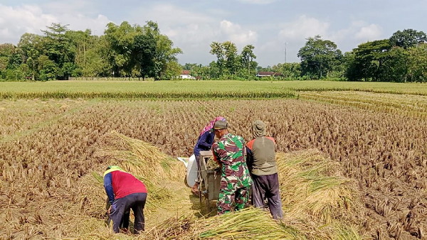 Read more about the article Aktif Pendampingan,  Babinsa  Kodim Ponorogo Bantu Warga Panen Padi