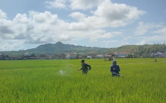 Read more about the article Serka Harko Dampingi Petani Laksanakan Penyemprotan Insektisida dan Pupuk Hayati Cair
