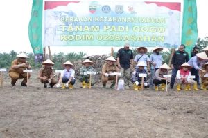 Read more about the article Padi Gogo Jadi Strategi Ketahanan Pangan Asahan, Bupati Taufik Turun Langsung