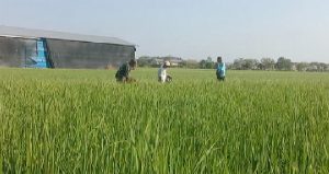 Read more about the article Babinsa Kodim Ponorogo Bantu Petani Pupuk Tanaman Padi