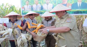 Read more about the article Bupati Asahan Hadiri Panen Raya Jagung