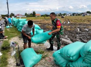 Read more about the article Babinsa Turun ke Sawah, Ringankan Beban Petani Saat Panen Padi