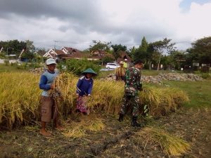 Read more about the article Dukung Ketahanan Pangan, Koptu Riyadi Dampingi Panen Padi