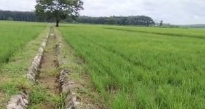 Read more about the article Ribuan Hektar Sawah Terancam Gagal Panen