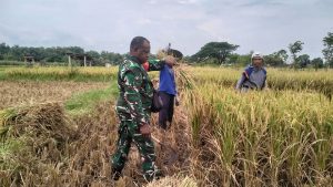 Read more about the article Turun ke Sawah, Babinsa Banaran Dampingi Petani Panen Padi
