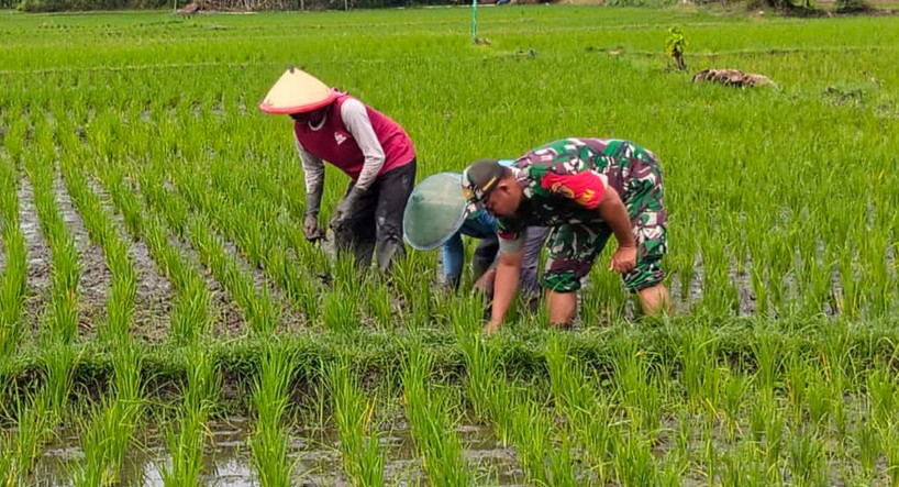 Read more about the article Aktif Bantu Petani, Babinsa Kodim Ponorogo Ikut Penyiangan Tanaman Padi