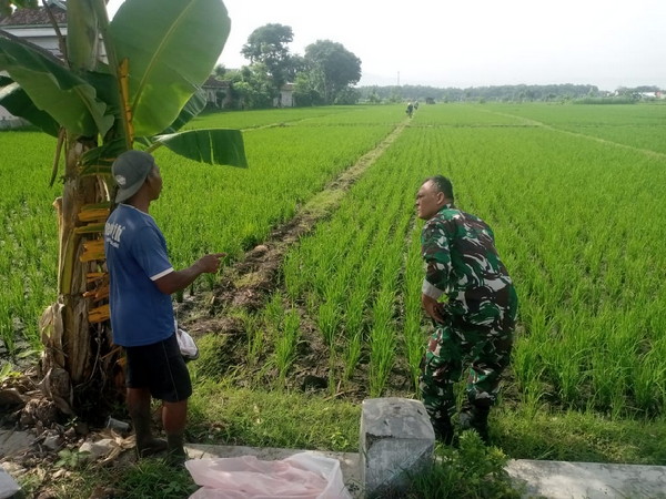 Read more about the article Pendampingan Petani oleh Babinsa Kodim Ponorogo Perkuat Hanpangan di Desa