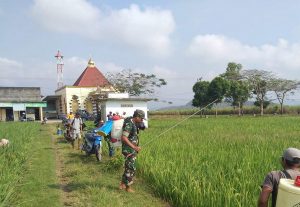 Read more about the article Cegah Gagal Panen, Koptu Harris Bersama Petani Semprot Hama Padi