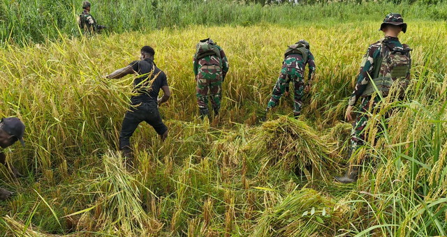 Read more about the article Satgas Yonif 123/Rajawali Bantu Panen Padi