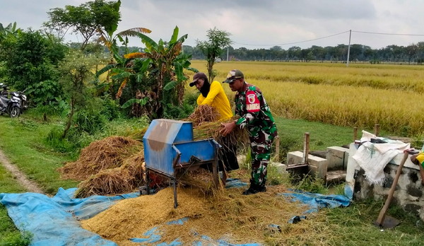 You are currently viewing Bantu Petani Panen Padi, Upaya Babinsa Kodim Ponorogo Sukseskan Perkuatan Hanpangan