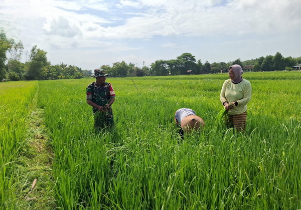 Read more about the article Babinsa Desa Tambakmas Bantu Petani Rawat Padi dari Serangan Gulma