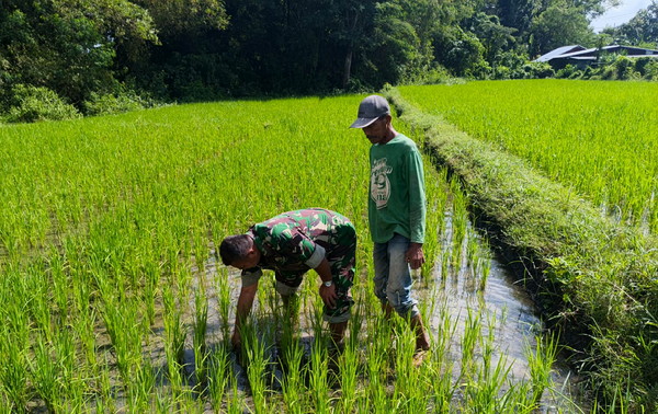 Read more about the article Tingkatkan Produksi Pangan, Babinsa Kodim Ponorogo Bantu Petani Bersihkan Gulma Tanaman Padi