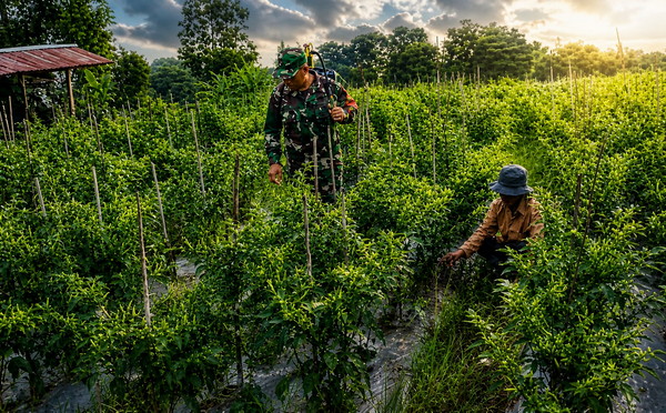 Read more about the article Di Tengah Terik, Babinsa Kare Turun ke Sawah Dampingi Petani Rawat Cabai