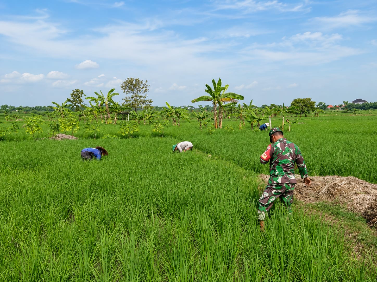 You are currently viewing Demi Padi Tumbuh Subur, Babinsa Sebayi Turun Langsung Bersihkan Gulma di Sawah Warga