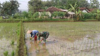 You are currently viewing Dorong Petani Sukses, Babinsa Kodim Ponorogo Bantu Tanam Padi