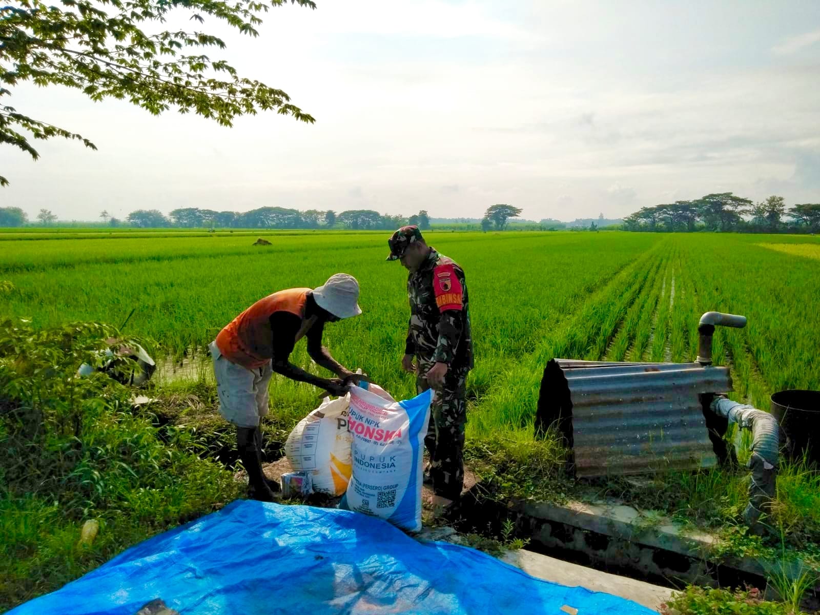 Read more about the article Menjaga Harapan di Tengah Sawah, Babinsa Nglames Turun Bantu Pemupukan Padi