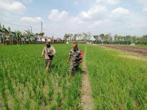Read more about the article Babinsa Turun ke Sawah, Dampingi Petani Rawat Padi Demi Hasil Panen Optimal