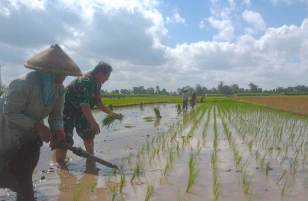 Read more about the article Babinsa Mirigambar Dampingi Petani Tanam Padi, Wujudkan Ketahanan Pangan dari Tingkat Desa