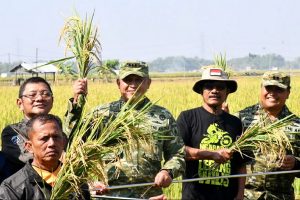 Read more about the article Dorong Inovasi Pertanian, Danrem Tinjau Uji Coba Varietas Padi Baru di Ngawi