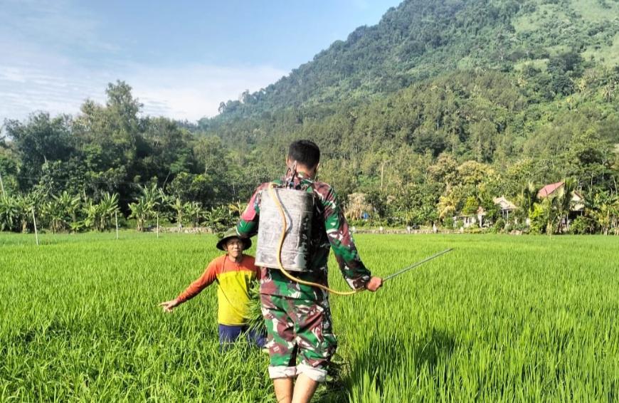 Read more about the article Babinsa Desa Tanggulturus Dampingi Petani Semprot Pestisida Cegah Wereng dan Tingkatkan Hasil Panen