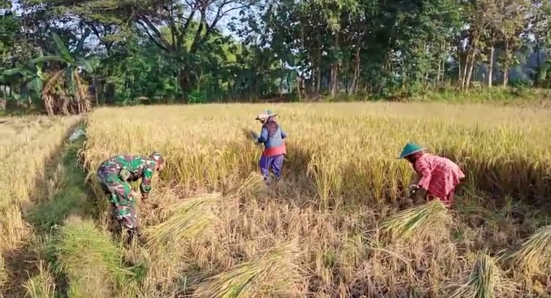Read more about the article Babinsa Sawahan Dampingi Petani Raih Hasil Melimpah