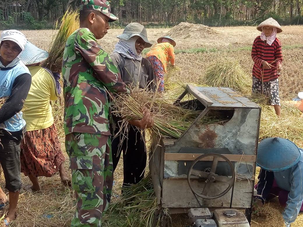 Read more about the article Di Tengah Hamparan Sawah Mojorejo, Babinsa Turun Langsung Dampingi Petani Panen Padi