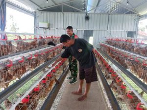 Read more about the article Dari Kandang Ayam untuk Ketahanan Pangan, Babinsa Sirapan Kawal Semangat Swasembada Desa