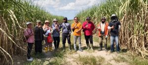 Read more about the article BP2MB Pastikan Bibit Tebu yang Akan Disalurkan ke Petani Dinyatakan Baik