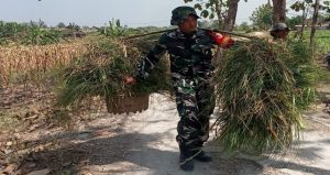 Read more about the article TMMD 129 Bojonegoro: Aksi Nyata Anggota Satgas, Pikulan Rumput Diangkat