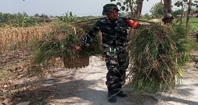 Read more about the article TMMD 129 Bojonegoro: Aksi Nyata Anggota Satgas, Pikulan Rumput Diangkat