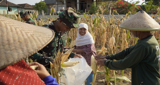 Read more about the article TMMD 129 Bojonegoro: Satgas Turun ke Ladang Bantu Petani Panen Jagung