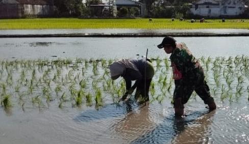 Read more about the article Serka Junaedi Dampingi Petani Tanam Padi, Perkuat Ketahanan Pangan Nasional