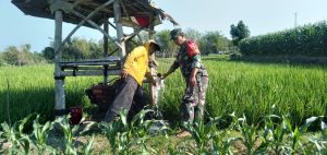 Read more about the article Menyemai Ketahanan Pangan dari Sawah, Babinsa Sidomulyo Hadir Dampingi Petani dan Pantau Wilayah Binaan