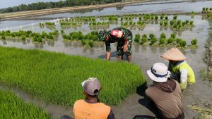 Read more about the article Dari Persemaian Tumbuh Harapan, Babinsa Krebet Dampingi Petani Siapkan Musim Tanam