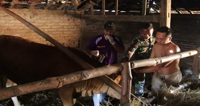 Read more about the article Melampaui Target: TMMD 129 Bojonegoro dan Disnakkan Sentuh Nadi Ekonomi Warga Lewat Layanan Kesehatan Hewan