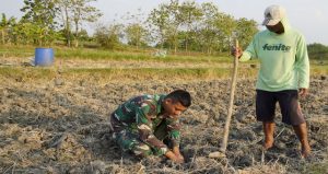 Read more about the article Menabur Bibit, Memupuk Kemanunggalan: Aksi Serda Rizky Turun Sawah di TMMD 129 Bojonegoro