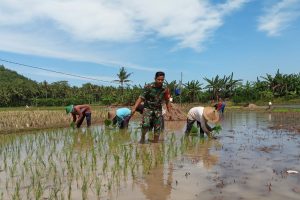 Read more about the article Babinsa Turun ke Sawah, Perkuat Ketahanan Pangan di Trenggalek