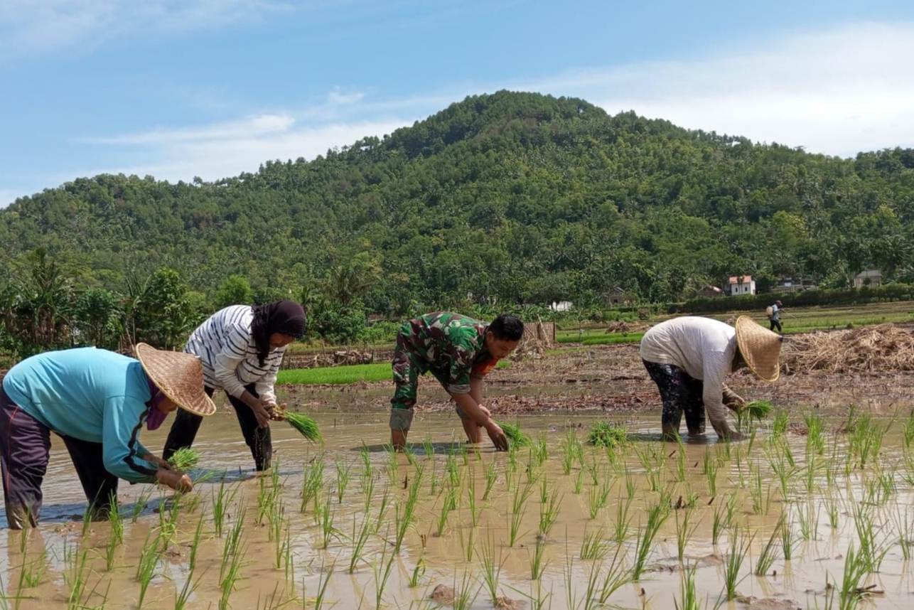 You are currently viewing Babinsa Tingkatkan Hasil Panen dan Kesejahteraan Petani di Desa Banjar