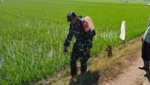 Read more about the article Serka Junaedi Dampingi Petani Semprot Gulma, Dukung Ketahanan Pangan Nasional