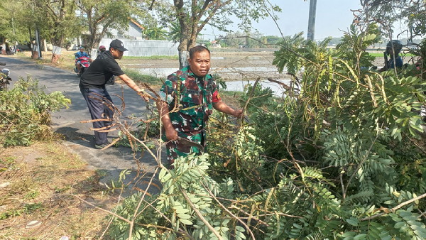 You are currently viewing Jalan Pilang Widya Sempat Tertutup Pohon Tumbang, Babinsa dan Warga Bergerak Cepat